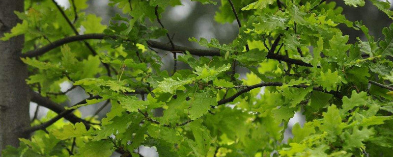 槲樹(shù)果實(shí)能吃嗎