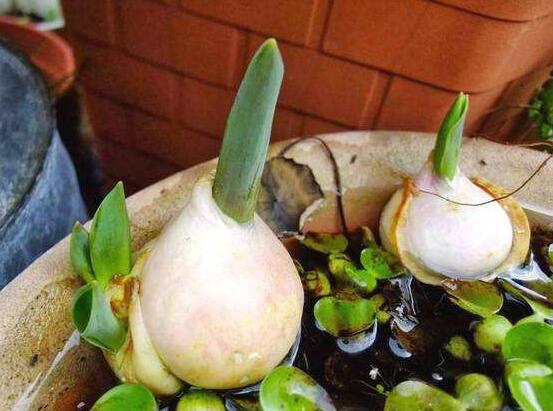 風(fēng)信子種球發(fā)霉怎么辦，涂抹滅菌靈、保持創(chuàng)面干燥