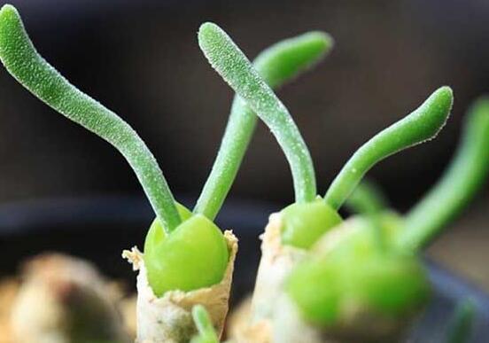 碧光環(huán)發(fā)芽后要澆水嗎，需要/只需要保持濕潤環(huán)境即可