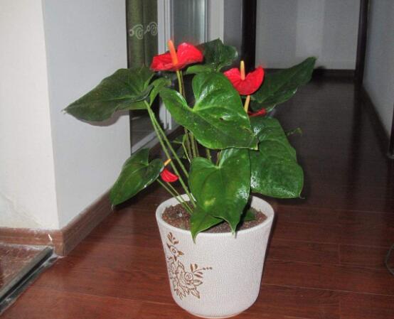 紅掌葉子發(fā)黃焦邊干枯是怎么回事，教你最直接有效三種解決措施