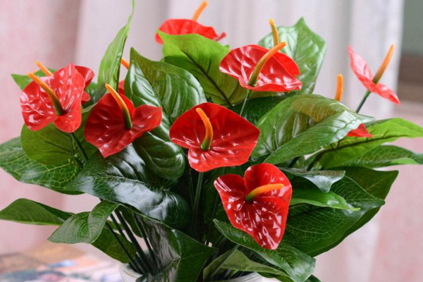 紅掌葉子發(fā)黃怎么補(bǔ)救，改善土質(zhì)補(bǔ)充光照