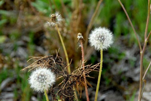 蒲公英的病害防治，常見病害以及防治方法