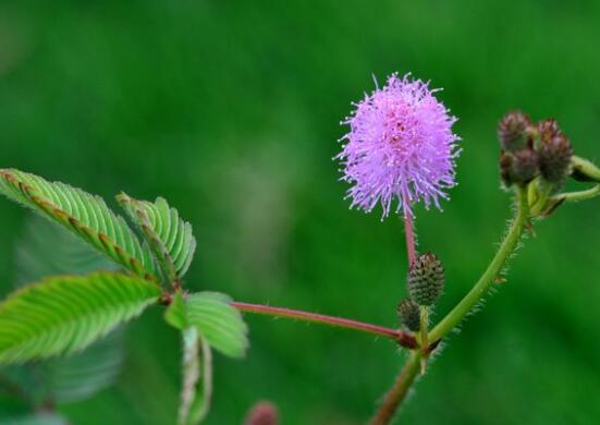 含羞草有毒嗎可以碰嗎，毒性比較輕微/盡量別長(zhǎng)時(shí)間接觸