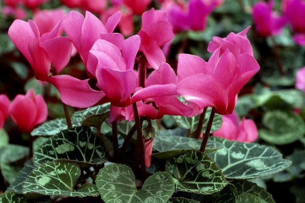 仙客來(lái)葉子發(fā)黃的原因