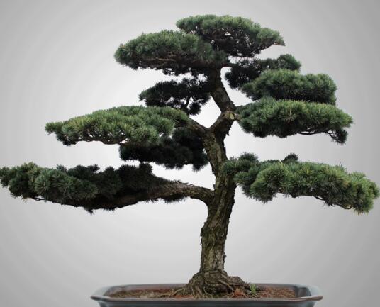 迷你羅漢松的養(yǎng)殖方法，簡單好養(yǎng)的四種方法