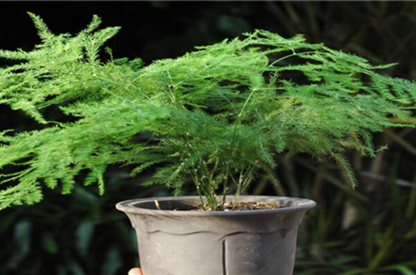 文竹黃葉怎么辦，找到黃葉原因及時(shí)進(jìn)行處理