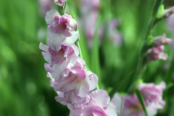 粉劍蘭花語(yǔ)