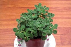 碰碰香的汁液有毒嗎，沒有任何毒性