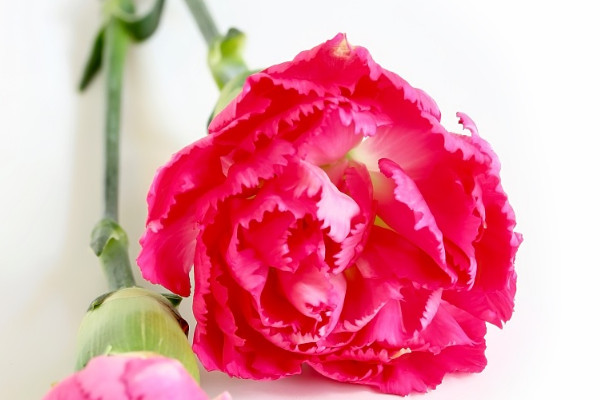 康乃馨葉子焉了是什么原因?qū)е碌? src="/nongye/d/file/20201223/z0rogi0d4ug.jpg" / data-LJQA="BO3pJY"></p>
<p data-uNMI="464bHi">
	康乃馨的葉子蔫了，可能是為植株提供的土壤不適合植株生長，所以需要為植株更換土壤重新種植?？的塑斑m合生長在營養(yǎng)含量較為豐富、排水性較好的土壤中，所以在種植康乃馨時最好使用微量元素含量較為豐富、土質(zhì)較為疏松的沙壤土。</p>
<p data-CLWn="IBcPgU">
	<strong data-uTD5="9OVlDk">2、水分不足</strong></p>
<p data-5c9i="XjRflq">
	<img alt=