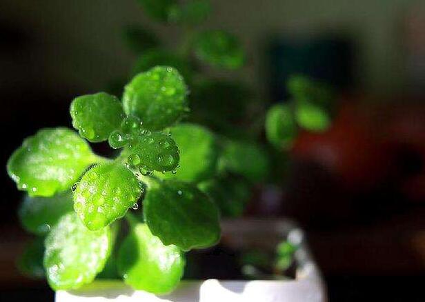 碰碰香怎么施肥，生長(zhǎng)期時(shí)候施肥可以讓它長(zhǎng)的更旺盛