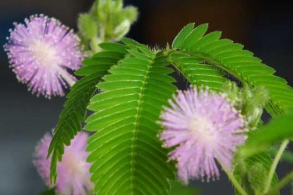 含羞草一直閉合不開(kāi)，導(dǎo)致含羞草閉合的5種原因
