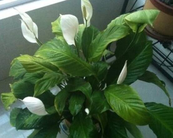 一帆風(fēng)順蔫了怎么補(bǔ)救，四種原因以及補(bǔ)救辦法