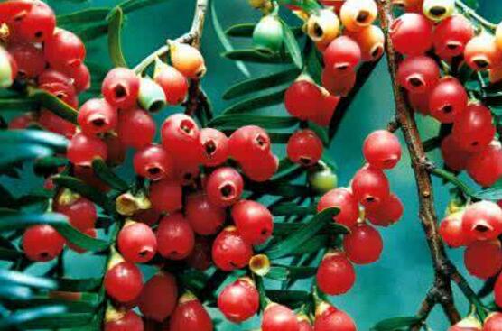 紅豆杉的養(yǎng)殖方法和注意事項(xiàng)，七大基本方法養(yǎng)殖郁郁蔥蔥