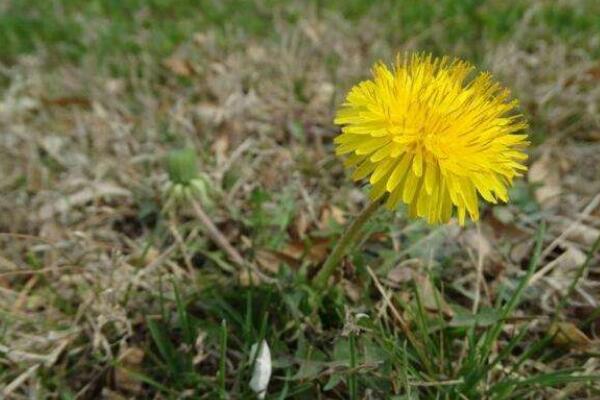 蒲公英種子種植方法，可以通過以下4步來進(jìn)行