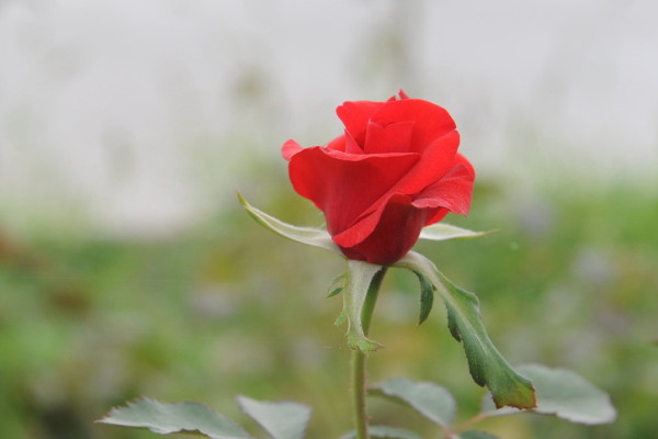 玫瑰花春天開(kāi)嗎