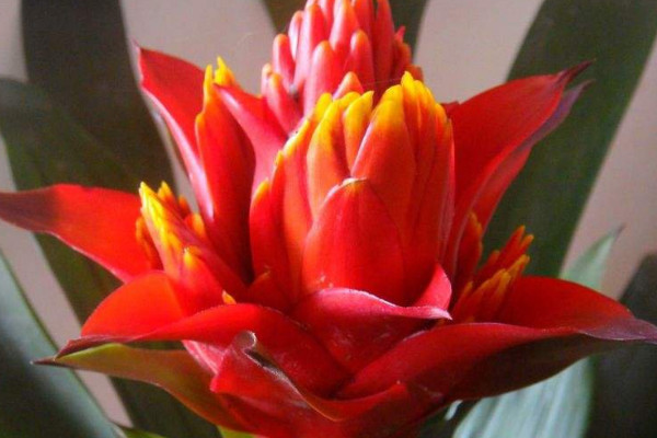 鴻運(yùn)當(dāng)頭花生蟲(chóng)了怎么辦