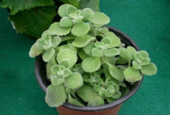 碰碰香如何澆水，做到見(jiàn)干見(jiàn)濕原則