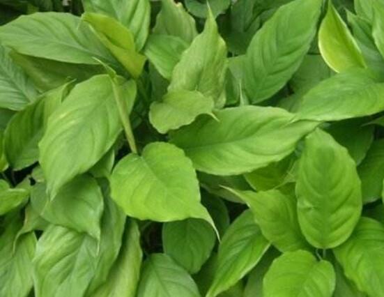 大葉萬年青有毒嗎，誤食會(huì)導(dǎo)致聲帶嘶啞、失明