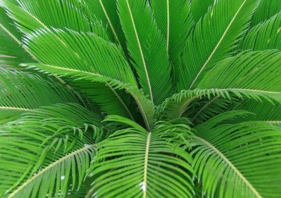 養(yǎng)鐵樹有什么忌諱，沖擊財(cái)運(yùn)與福運(yùn)/戀愛結(jié)婚難