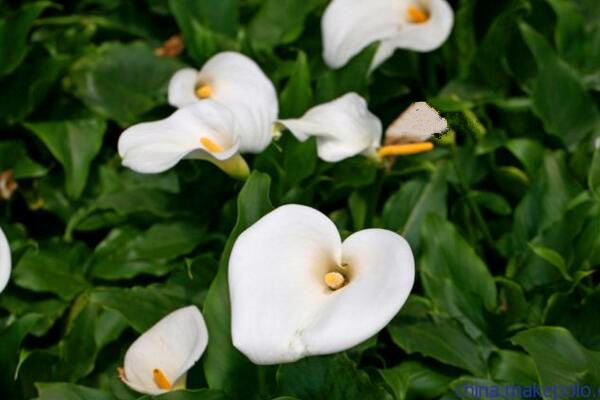 馬蹄蓮夏季的養(yǎng)殖方法，5個(gè)步驟可讓馬蹄蓮順利度夏