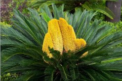 鐵樹(shù)開(kāi)花是什么征兆，是一種祥瑞之兆