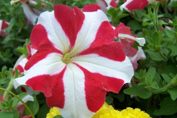 牽?；ǚN子是否需要春化