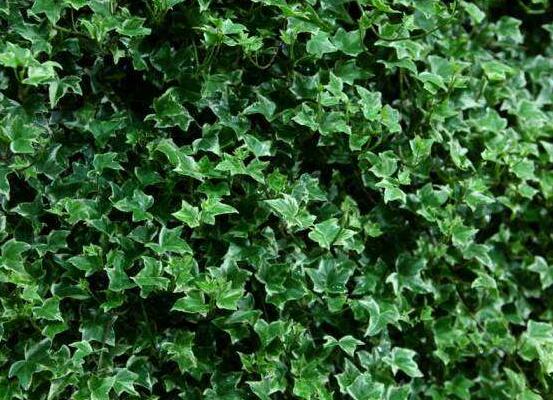 好看的常春藤盆景圖片欣賞，綠化環(huán)境、春天長駐