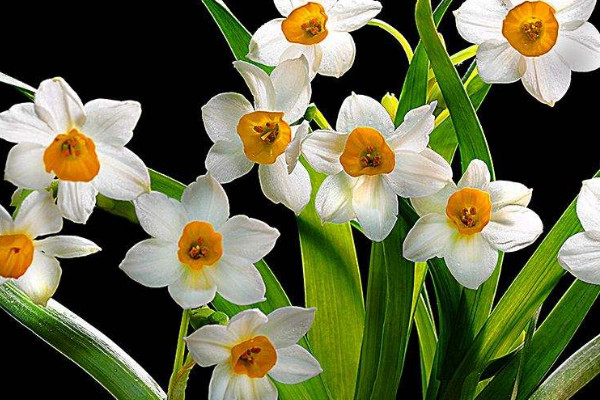 風(fēng)信子和水仙的區(qū)別