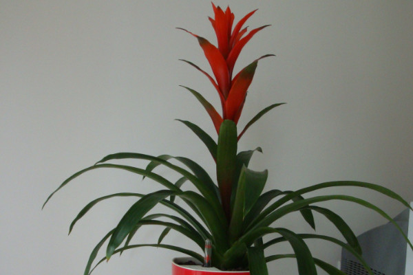 鴻運(yùn)當(dāng)頭花剪掉了怎么不長(zhǎng)了