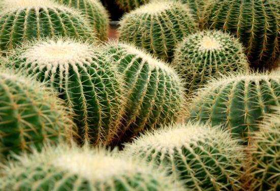 仙人球怎么施肥才正確，老農(nóng)總結(jié)一年四季施肥方法