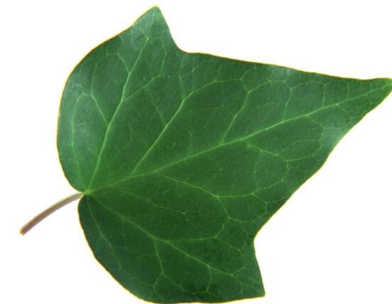 常春藤葉片干枯怎么辦，四種原因以及解決方法