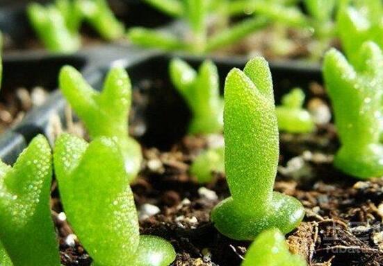 碧光環(huán)秋天怎么養(yǎng)，教你五點重要方法生長碧綠