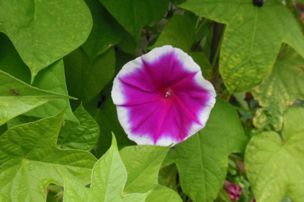 牽?；ㄒ嗌偬觳拍荛_花