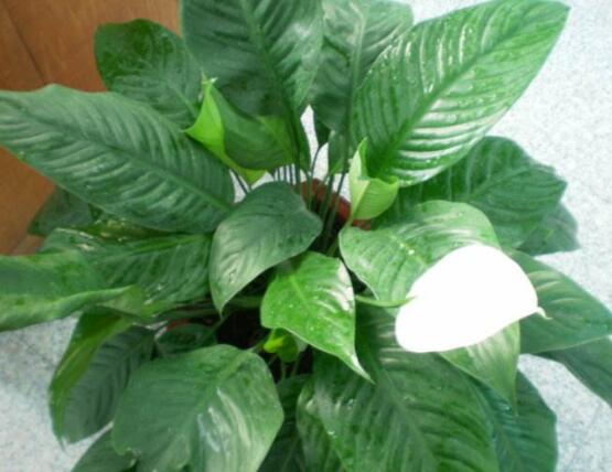 一帆風(fēng)順?biāo)B(yǎng)還是土養(yǎng)，土養(yǎng)最為合適(水養(yǎng)易爛根)