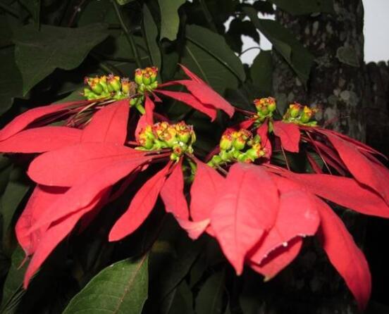 一品紅多久澆一次水，不同季節(jié)不同澆水量(澆則澆透)