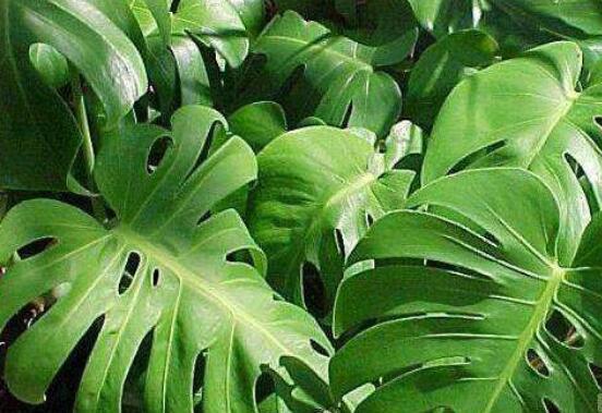 龜背竹黑斑病怎么辦，及時(shí)摘除病葉、噴灑藥物/保持通風(fēng)透氣