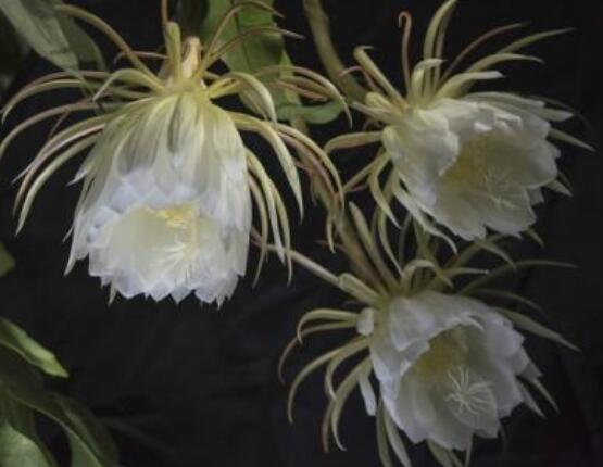 曇花葉插注意事項，只需要注意這五點即可