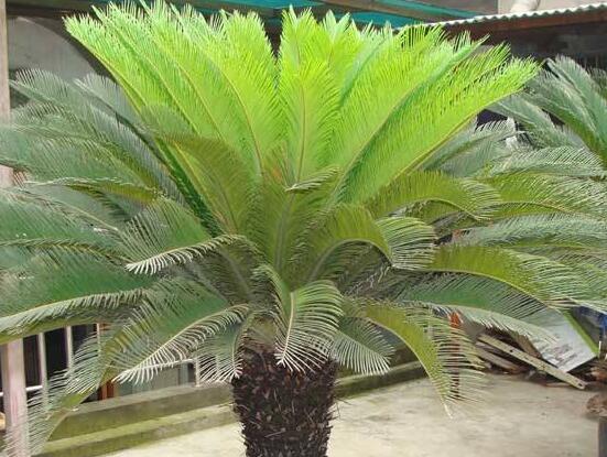 鐵樹葉子發(fā)黃怎么辦，鐵樹葉子發(fā)黃解決辦法