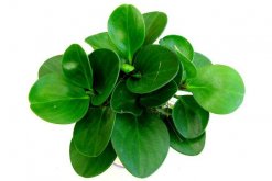 碧玉花植物如何移栽，簡單三步教你扦插成活