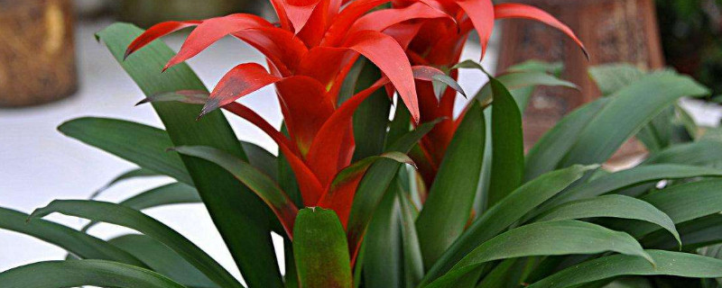 鴻運(yùn)當(dāng)頭怎么生根