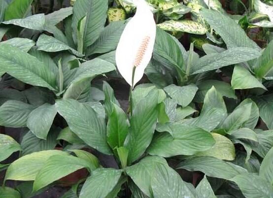 一帆風(fēng)順葉子下垂，四種原因以及解決辦法