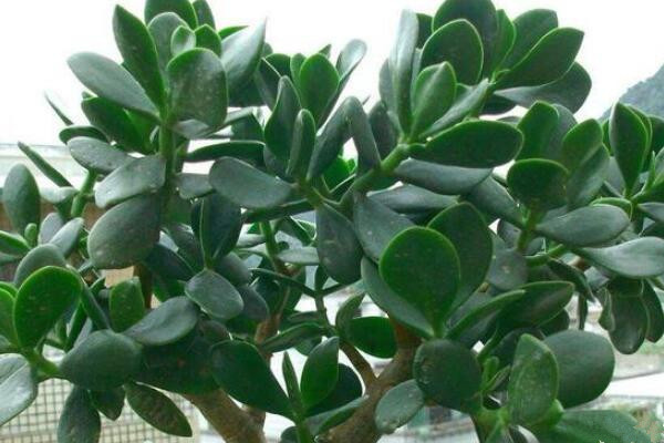 玉樹怎么養(yǎng)護(hù)，玉樹的四季養(yǎng)護(hù)方法