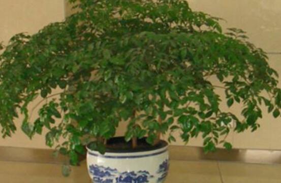 幸福樹葉子一碰就掉，教你四種原因以及解決方法