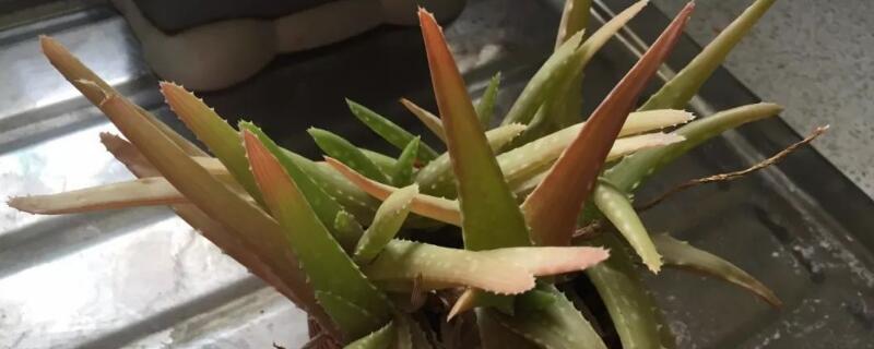 蘆薈曬太陽(yáng)變成褐色