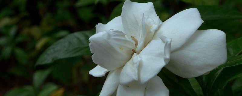 梔子花開(kāi)多久