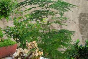 文竹怎么繁殖，播種繁殖/分株繁殖/扦插繁殖