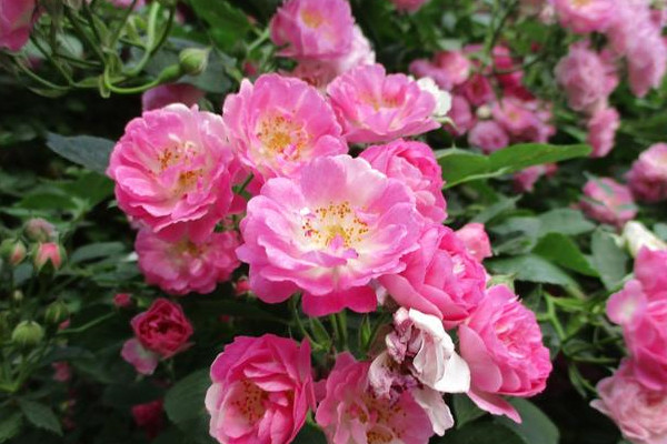 薔薇種幾年才開(kāi)花