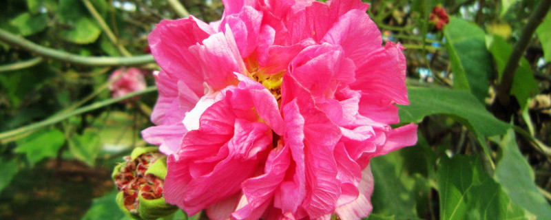 芙蓉花夏季可以水培嗎