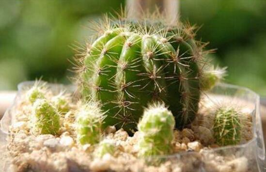 仙人球怎么施肥，仙人球施肥注意事項(xiàng)