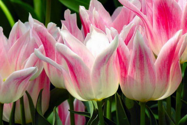 郁金香沒開花有毒嗎